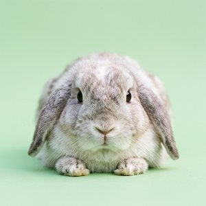 Example 5